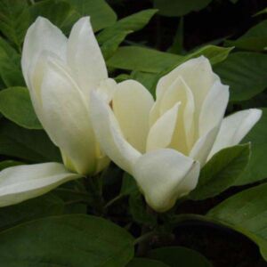 Magnolia 'Yellow River' – Liliomfa oltvány