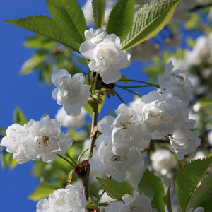 Prunus avium 'Plena' - Teltvirágú díszcseresznye