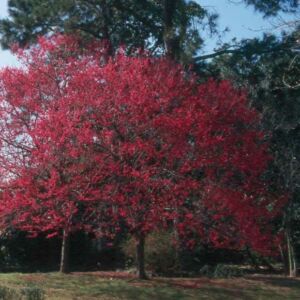 Prunus campanulata – Díszcseresznye