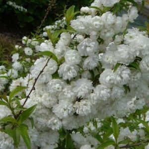 Prunus glandulosa 'Alboplena' – Japán törpemeggy (Szilvarózsa, fehér bazsarózsa)