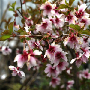 Prunus incisa 'February Red' – Fuji díszcseresznye