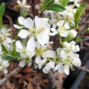 Prunus pumila var. depressa – Homok cseresznye