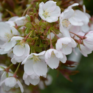Prunus serrulata 'Little Jeremy' – Japán díszcseresznye