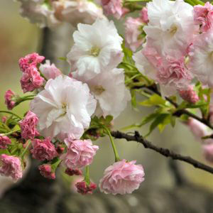 Prunus serrulata 'Shimidsu' – Japán díszcseresznye