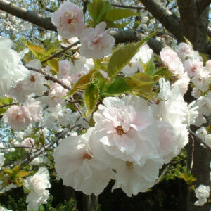 Prunus serrulata 'Shirotae' – Japán díszcseresznye