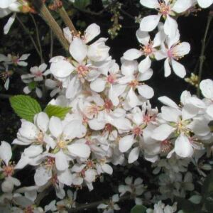 Prunus tomentosa 'Orient' – Pelyhes meggy