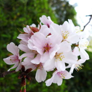 Prunus yedoensis 'Somei-Yoshino' – Jedói díszcseresznye