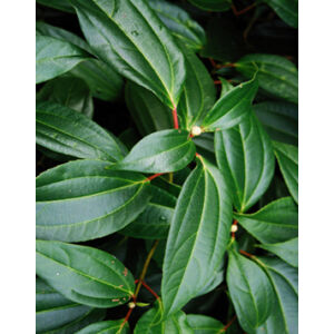 Viburnum cinnamomifolium – Fahéj levelű bangita