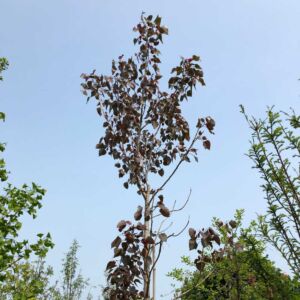 Populus deltoides 'Fuego' – Bordó levelű nyárfa