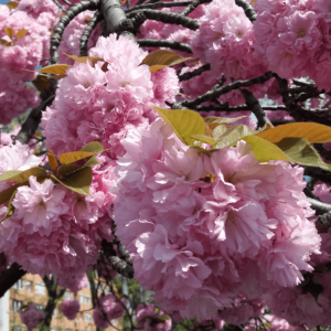 Prunus serrulata 'Kanzan' - Rózsaszín virágú japán díszcseresznye (extra méretű koros)