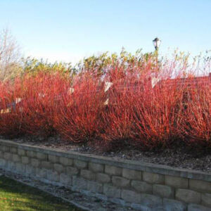 Salix 'Flame' – Vörös vesszőjű fűz