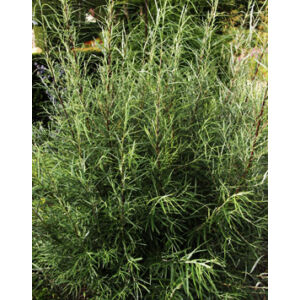 Salix rosmarinifolia – Serevényfűz