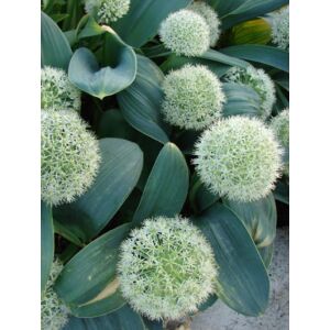 Allium karataviense 'Ivory Queen' -  Kéknyelvű hagyma
