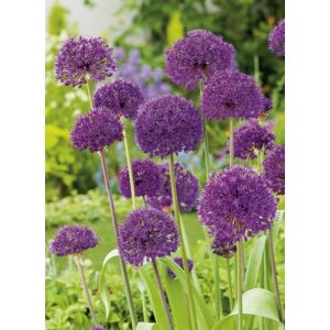 Allium 'Purple Sensation' - Díszhagyma