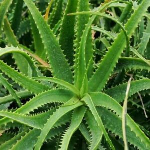 Aloe arborescens – Fásodó aloé