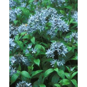 Amsonia tabernaemontana – Széleslevelű csillagmeténg, Amson-virág