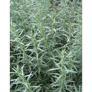 Artemisia ludoviciana 'Silver Queen' - Gyopáros üröm