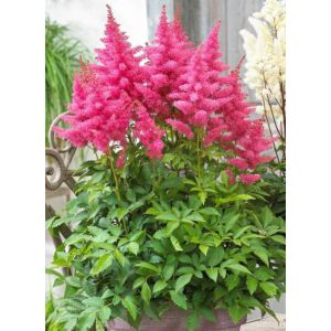 Astilbe x arendsii 'Drum and Bass' – Kerti tollbuga