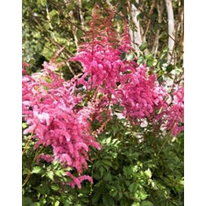 Astilbe chinensis 'Visions in Red' – Kínai tollbuga