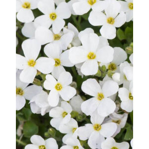 Aubrieta gracilis 'Florado White' – Apró pázsitviola