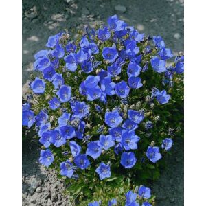 Campanula carpatica 'Carillon Blue' – Kárpáti harangvirág