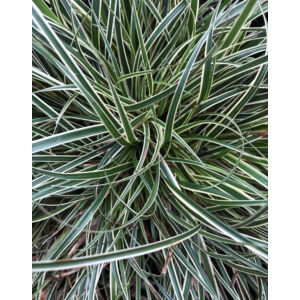 Carex conica 'Snowline' – Díszsás