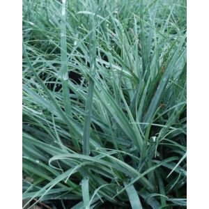 Carex flacca 'Blue Zinger' – Deres sás