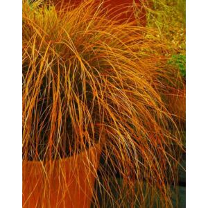 Carex testacea 'Orange Sedge' – Sás