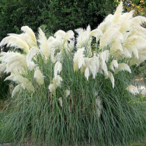 Cortaderia selloana 'White Feather' - Ezüstös pampafű (fehér)