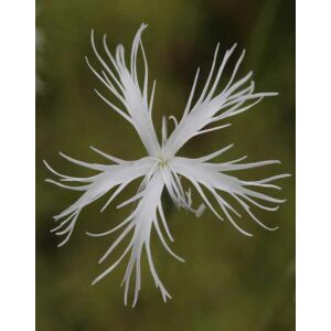 Dianthus petraeus ssp orbelicus