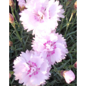 Dianthus plumarius 'Pike's Pink' - Tollas szegfû (rózsaszín, telt, illatos)