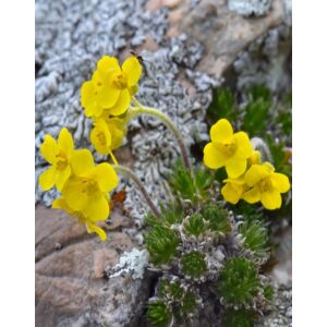 Draba bruniifolia – Sárga daravirág