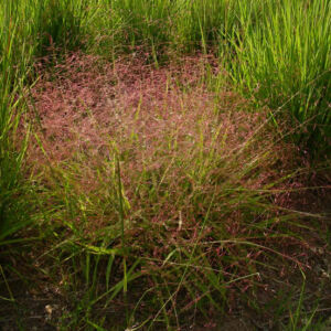 Eragrostis spectabilis – Tőtippan
