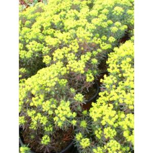 Euphorbia cyparissias 'Fens Ruby' – Farkas – kutyatej