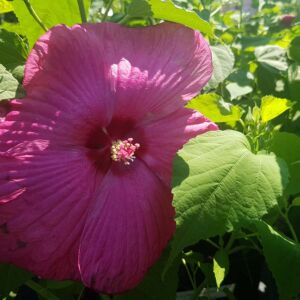 Hibiscus x moscheutos 'Nippon' F1 - Óriás mályvacserje sötét rózsaszín