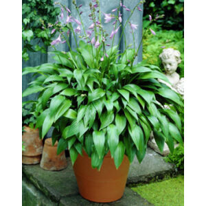Hosta lancifolia – Lándzsalevelű árnyékliliom