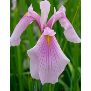 Iris ensata 'Rose Queen' – Vízparti nőszirom