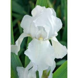 Iris germanica 'Glacier' – Kerti nőszirom