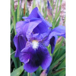Iris germanica - lila