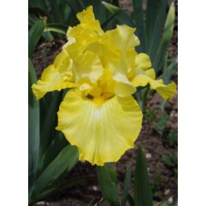 Iris germanica 'Lime Fizz' – Kerti nőszirom