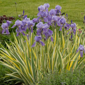 Iris pallida 'Variegata' – Tarka dalmát nőszirom