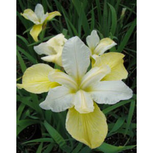 Iris sibirica 'Butter and Sugar' - Szibériai nőszirom (fehér-sárga)