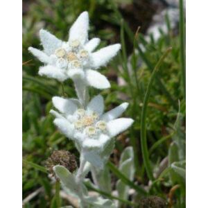 Leontopodium alpinum – Havasi gyopár