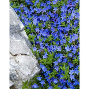 Lithodora diffusa 'Heavenly Blue' – Alacsony kőmagcserje