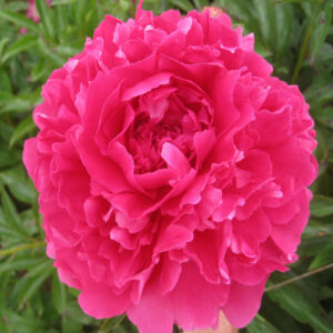 Paeonia 'Pink Supreme' – Bazsarózsa