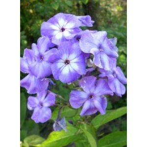 Phlox paniculata 'Blue Boy' – Bugás lángvirág