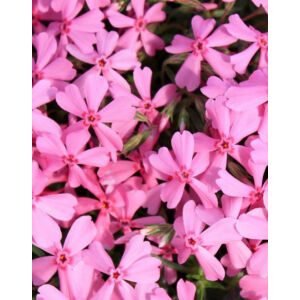 Phlox subulata 'Early Spring Light Pink' – Árlevelű lángvirág