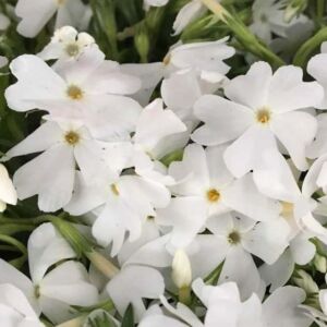 Phlox subulata 'Fabulous White' – Árlevelű lángvirág