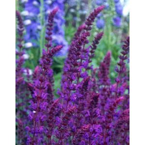 Salvia nemorosa 'Violet Queen' – Ligeti zsálya