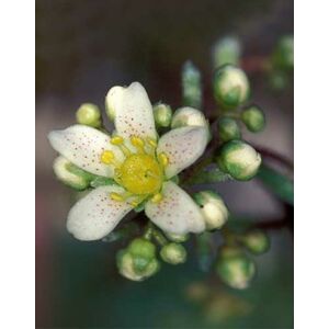Saxifraga paniculata – Fürtös kőtörőfű